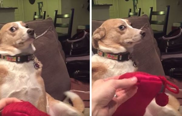 Довольный пес Мем