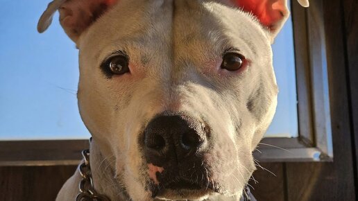 Собака в клетке