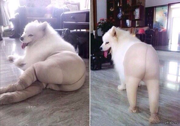 Побритый самоед