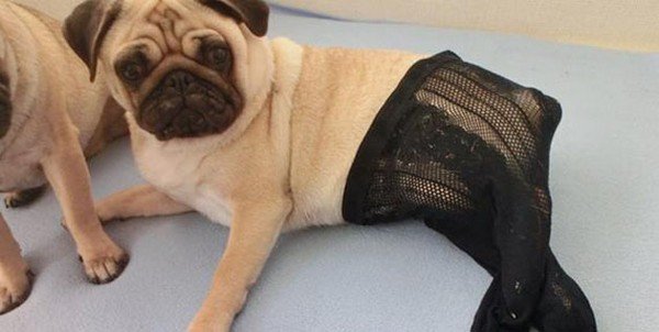 Мопс в колготках