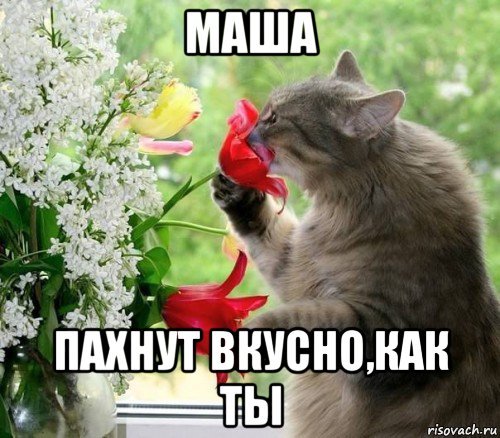 Коты и цветы мемы
