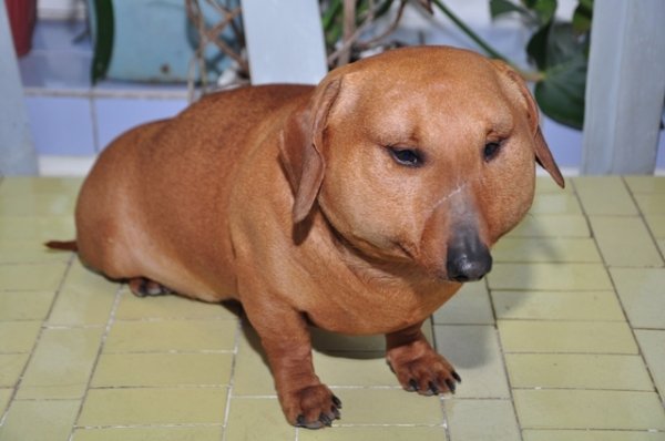 Толстые собаки