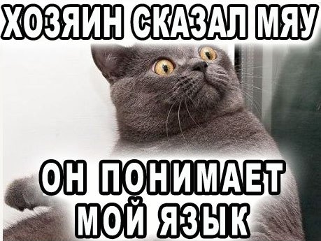 Беседа котов