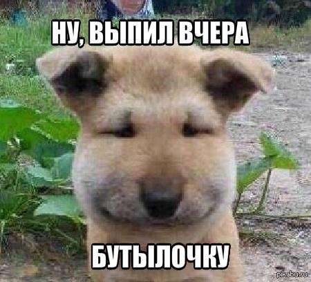 Собаку покусали пчелы смешно