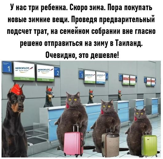 Кот в аэропорту