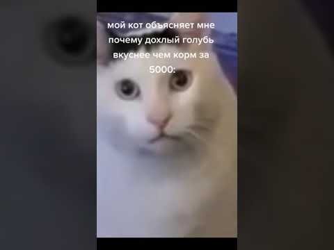 Кивающий кот Мем