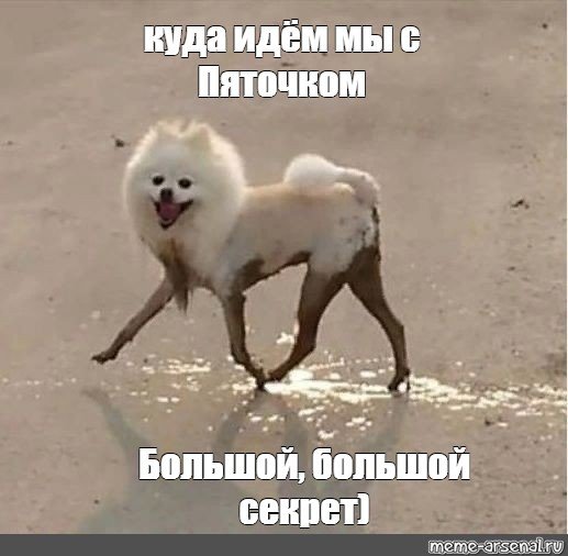 Белый шпиц в грязи