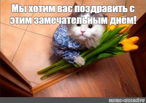 Мемы с котами 8 марта