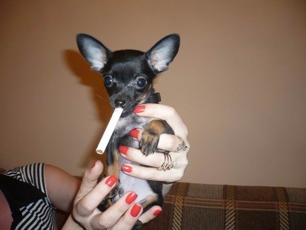 Смешные мини тойтерьеры