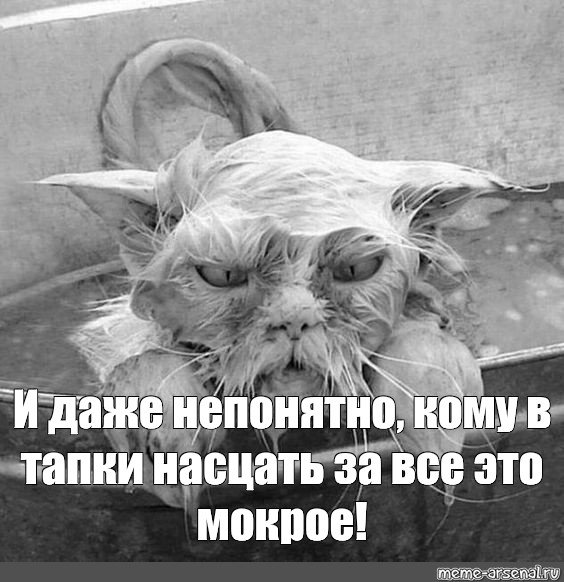 Мокрый котенок Мем