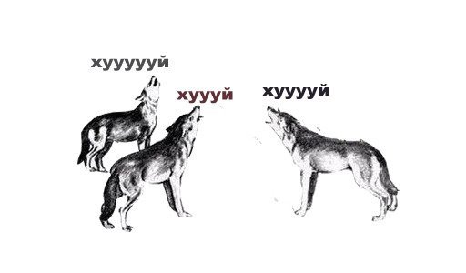 Волки хуууй