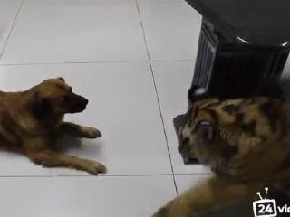 Тигр первый раз видит собаку