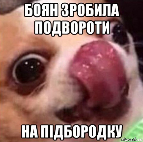 Упоротый чихуахуа