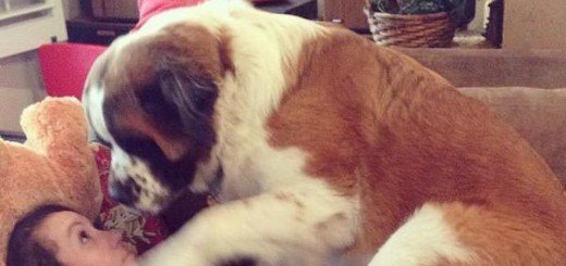 Тигр впервые видит собаку Мем