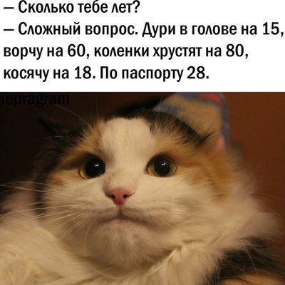 Котик не понимает Мем