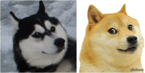 Мем собака хаски