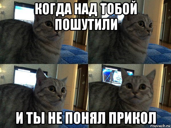 Коты из мемов