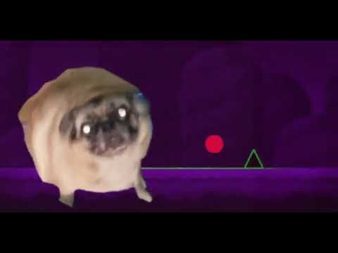 Мопс танцует