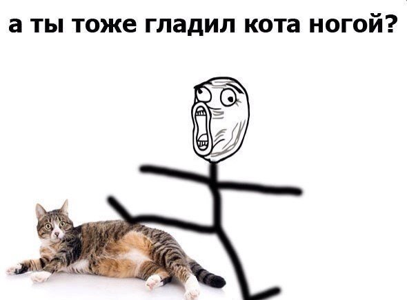 Мемы с котами и надписями