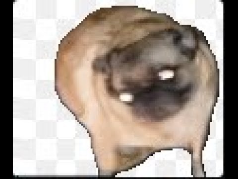 Танцующий Мопс гиф