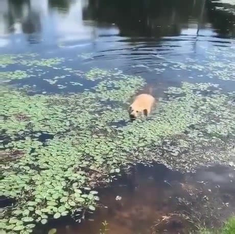 Собака выходит из болота