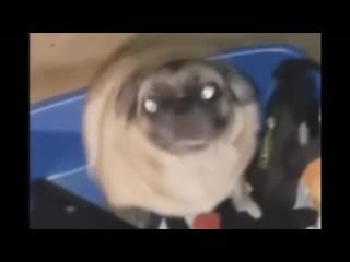 С танцующей собакой мопсом