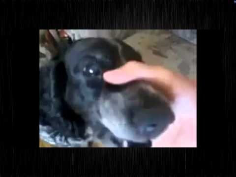 Собака бэбэбэ