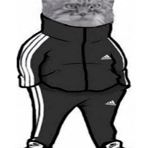 Кот в адидасе