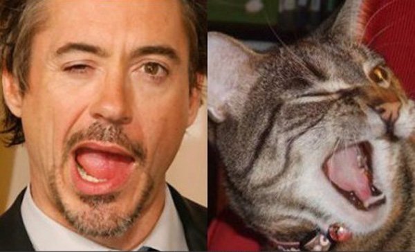 Роберт Дауни младший похож