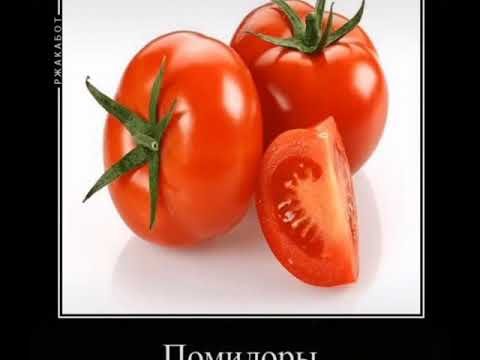 Кот помидор