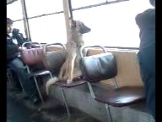 Бездомная дворняга ездит в столовую