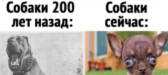 Собаки 200 лет назад собаки сейчас Мем