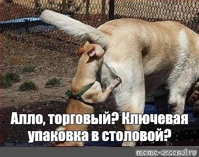 Алло Мем собака Гусь