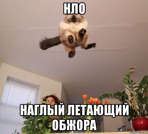 Летающий круглый кот Мем