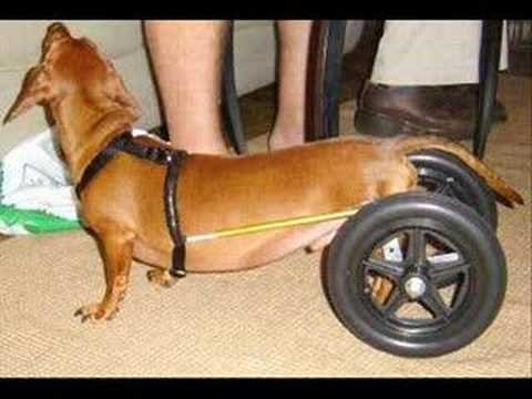 Инвалидная тележка для таксы