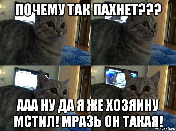 Мем кот ААА