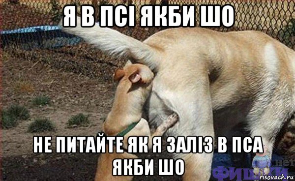 Буравчик Мем с собаками