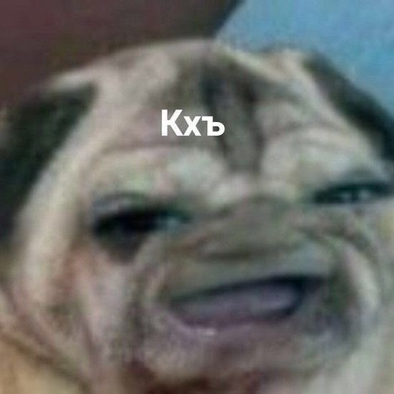 Собака с человеческим лицом