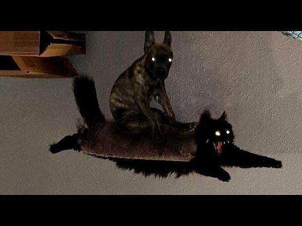 Летающий черный кот Мем