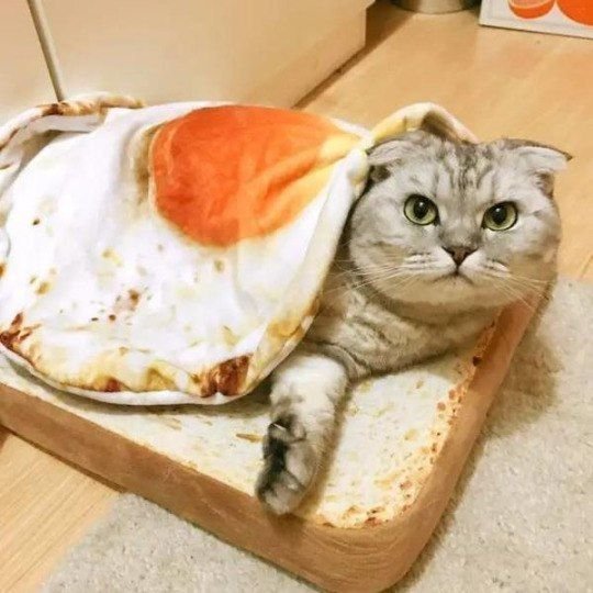 Коты бутерброды