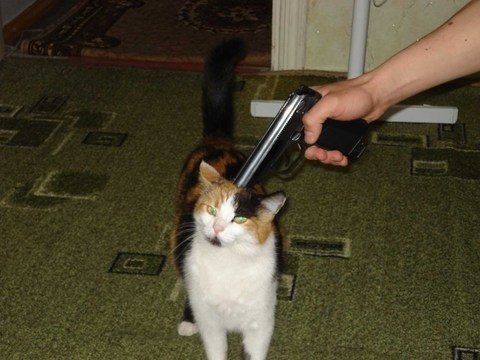 Кот бьет