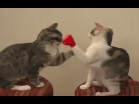 Кошка бьет кота