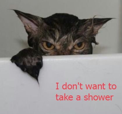 Злые коты с надписями