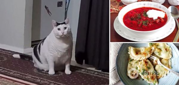 Кот Бендер тик ток