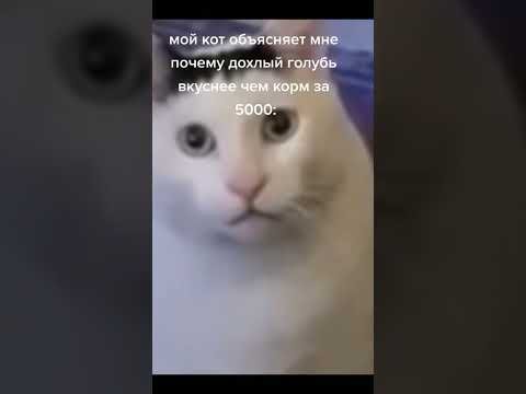 Кот кивает головой