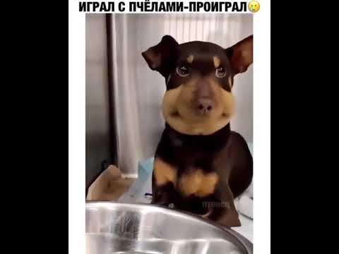 Собаку укусила пчела прикол