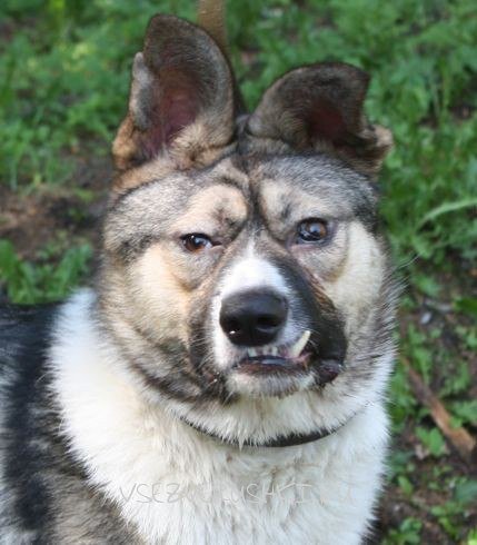 Боная собака