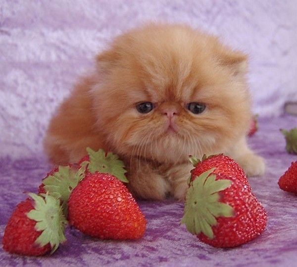 Милые котята с клубничкой