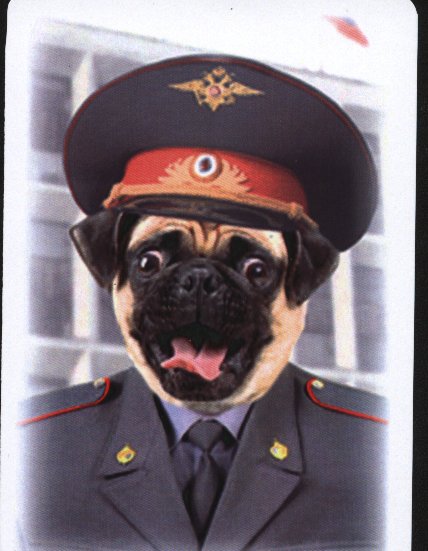 Собака в полицейской форме