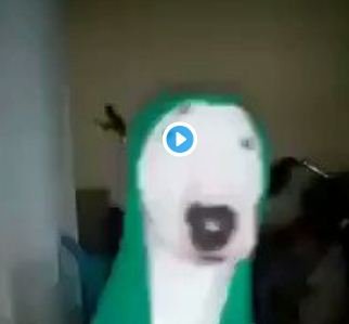 Собака в зеленом костюме